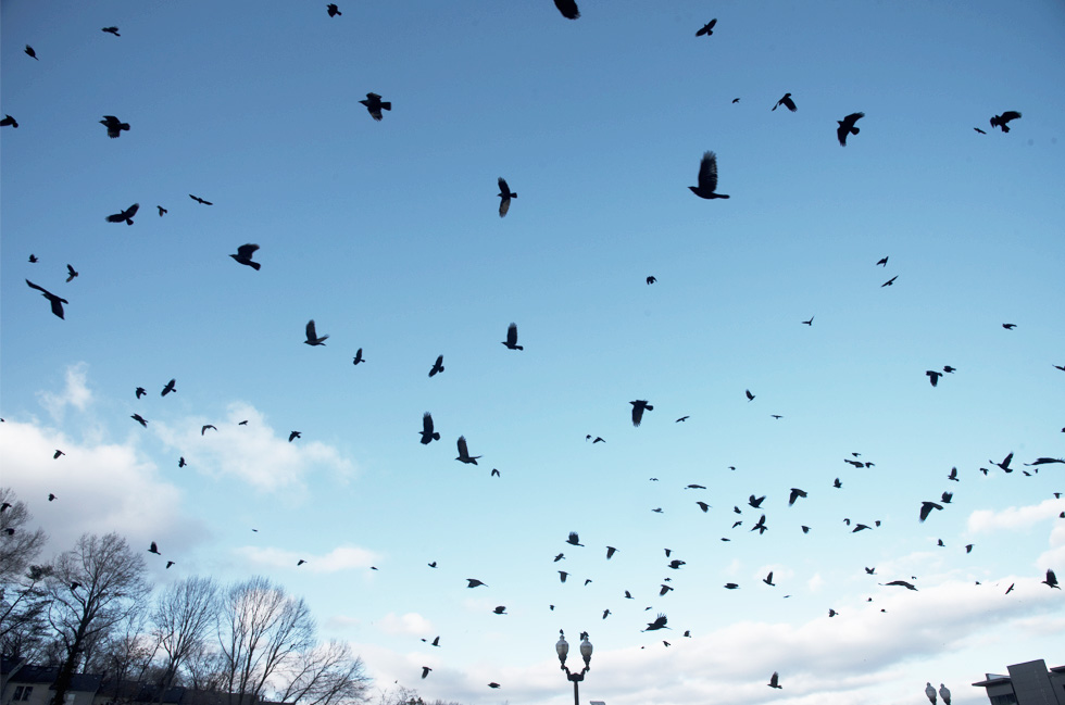 Crows  on the Pike, Crow Funeral